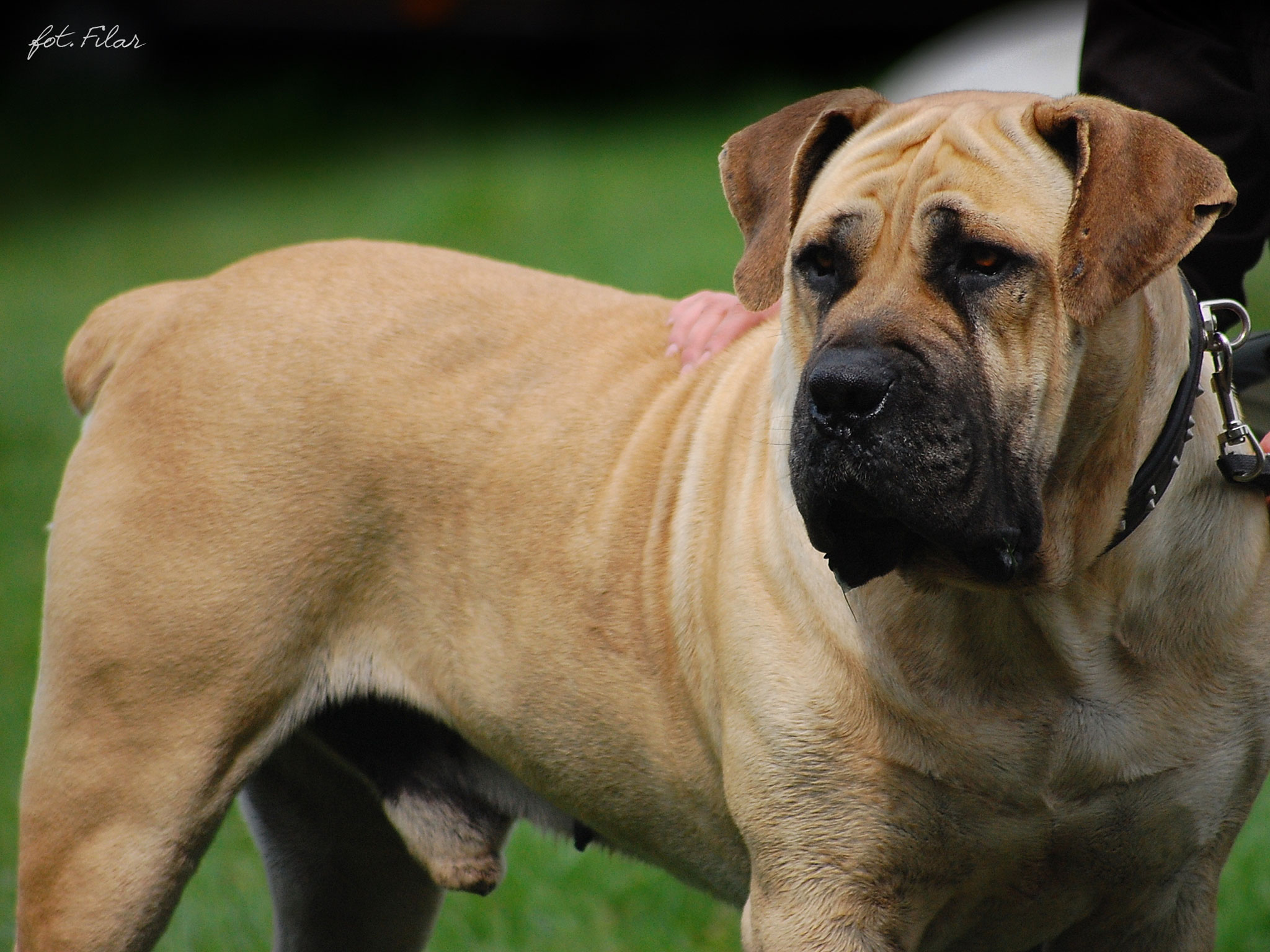 breed of dogs with images dowload