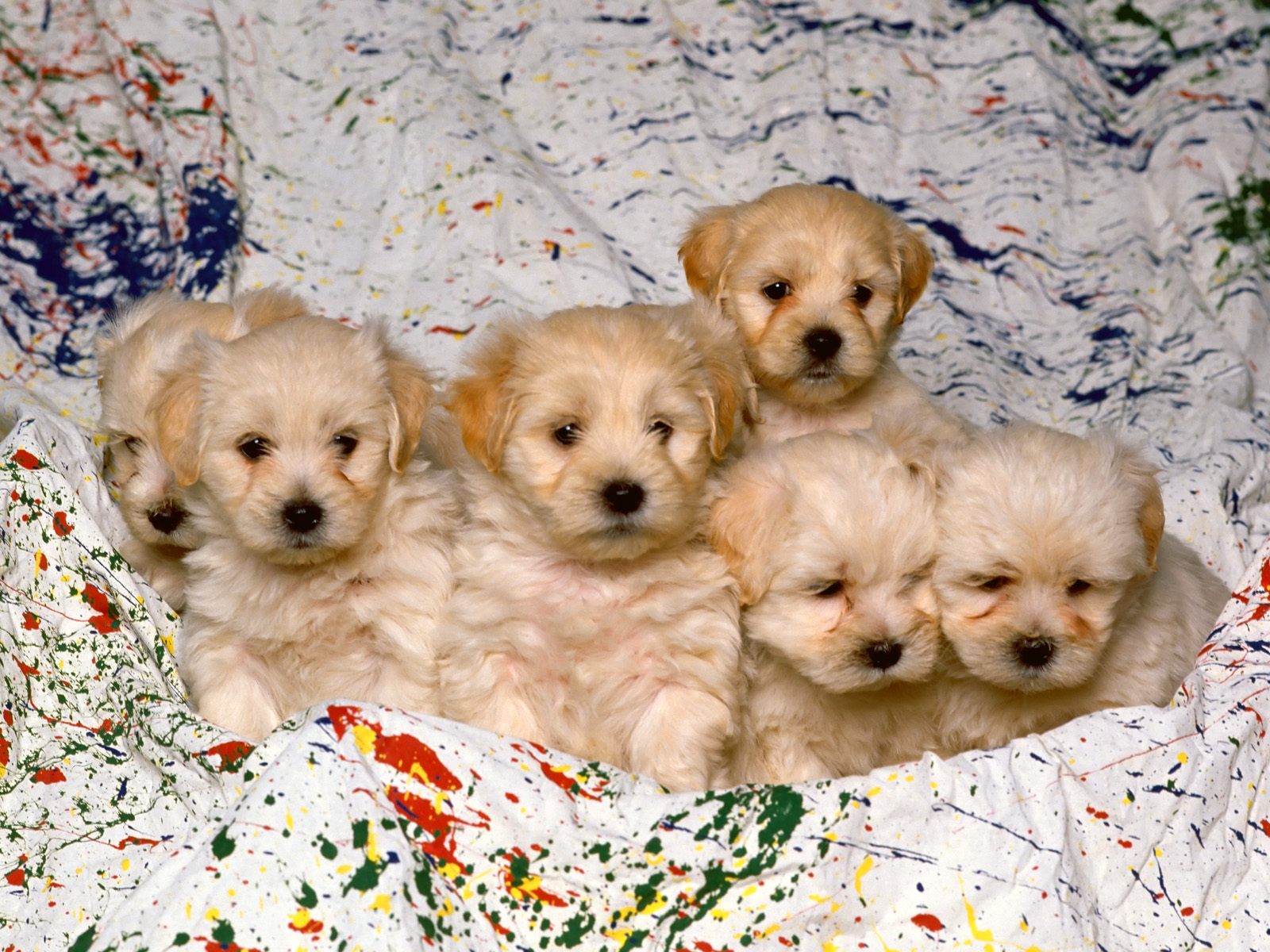breeds of dogs and images dowload
