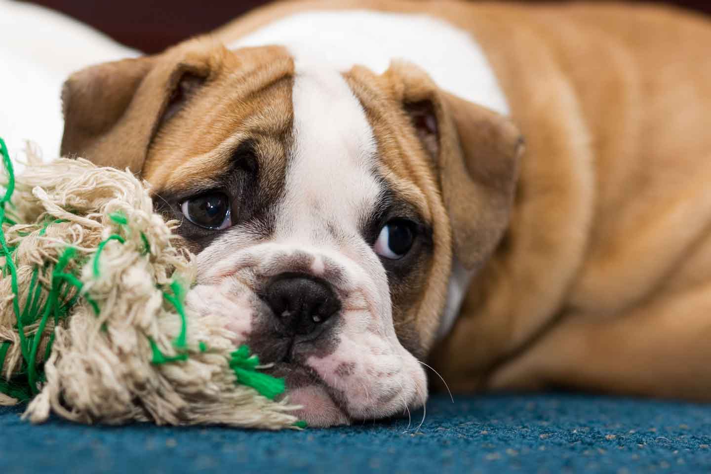 bulldog puppy images dowload