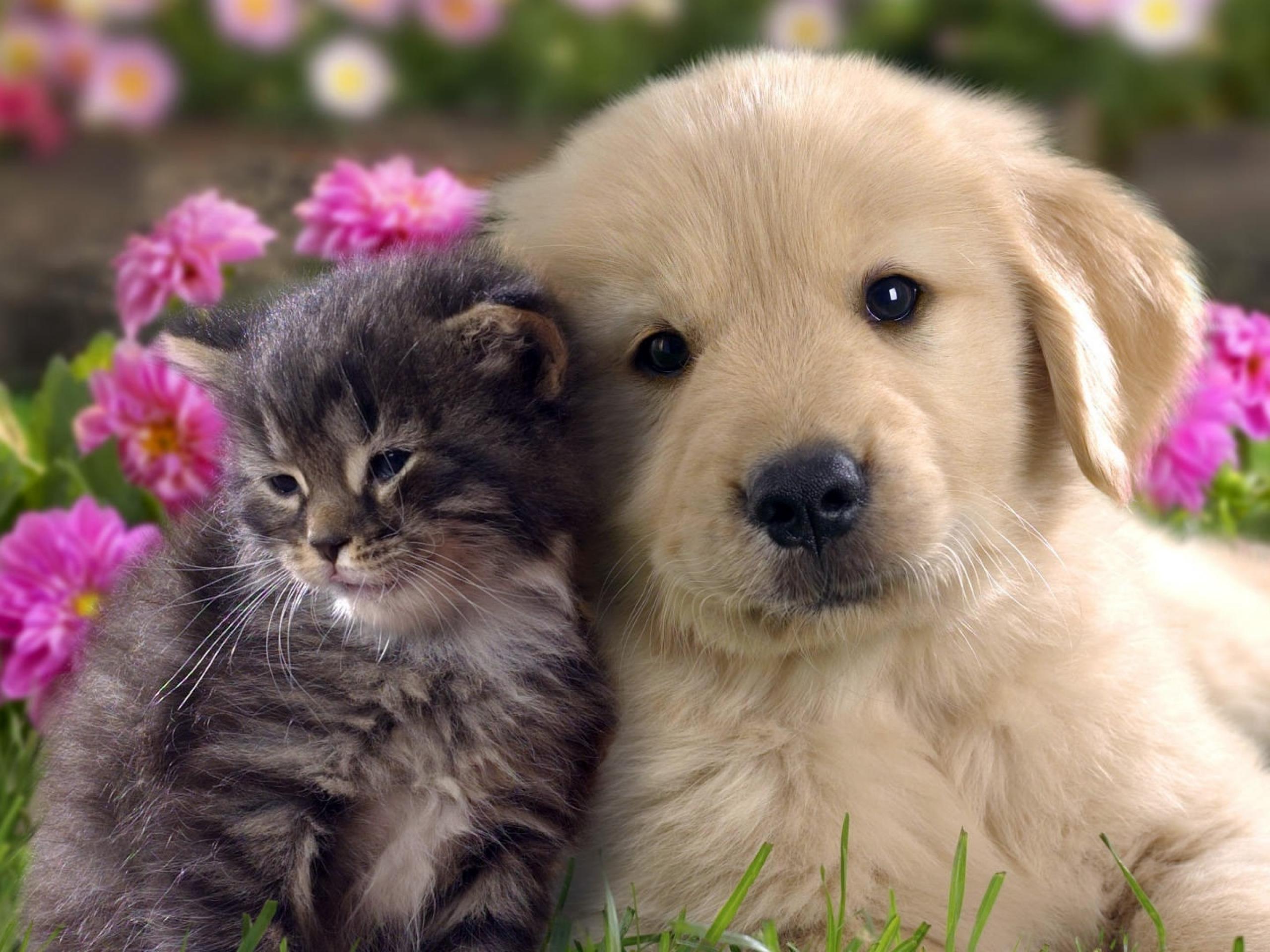 cat and dog funny images dowload