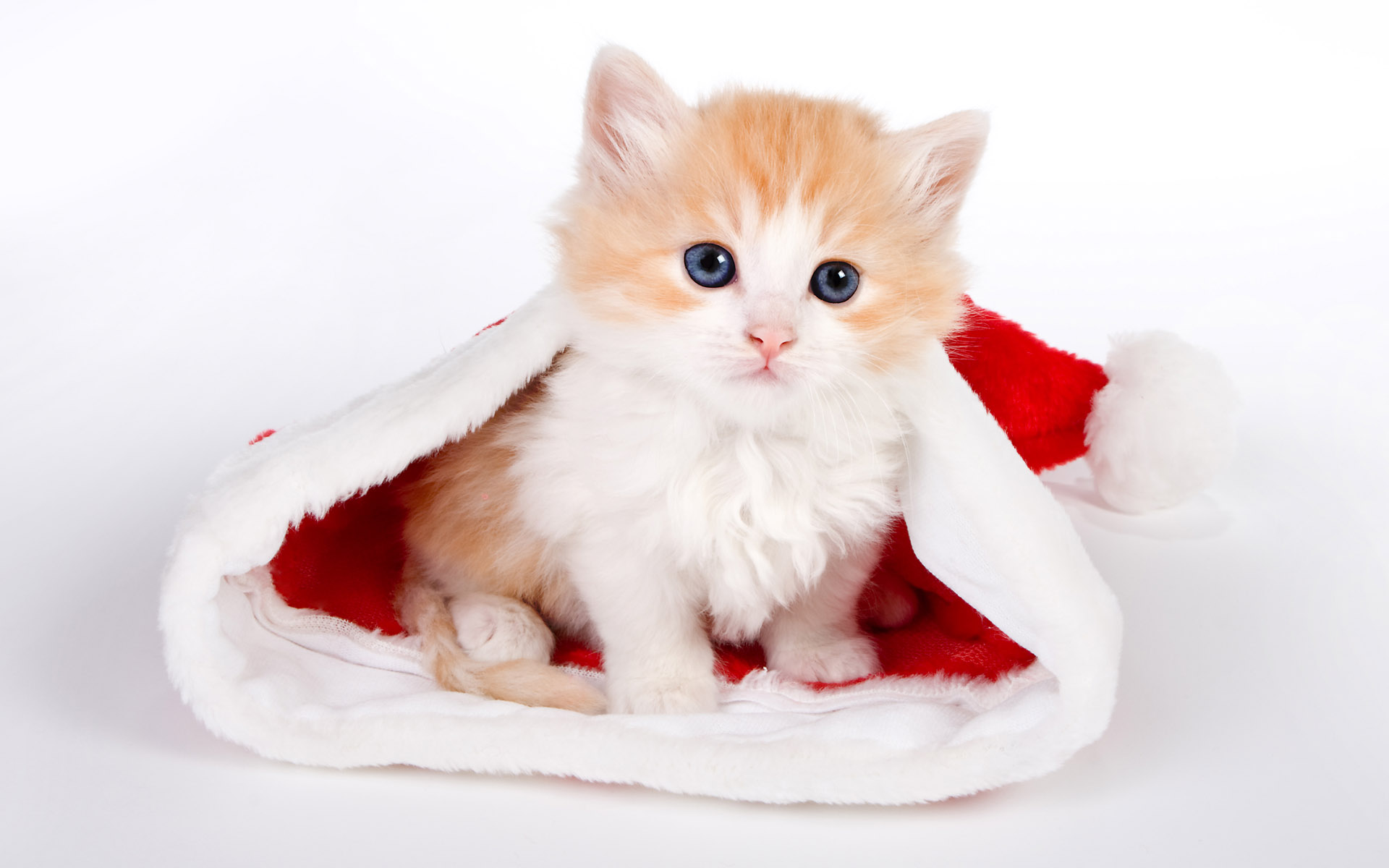 cats background pics dowload