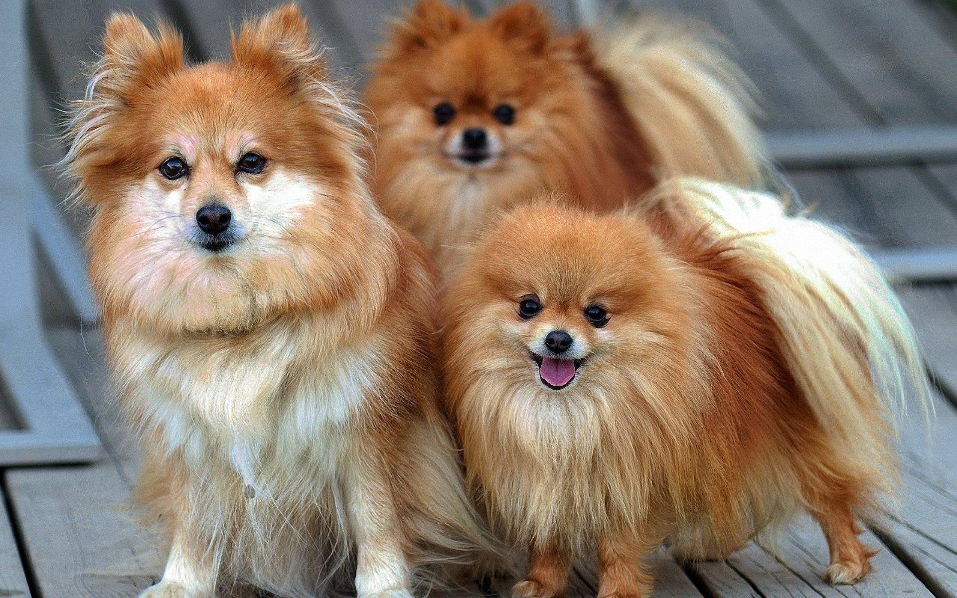 chihuahua puppies photos wallpaper
