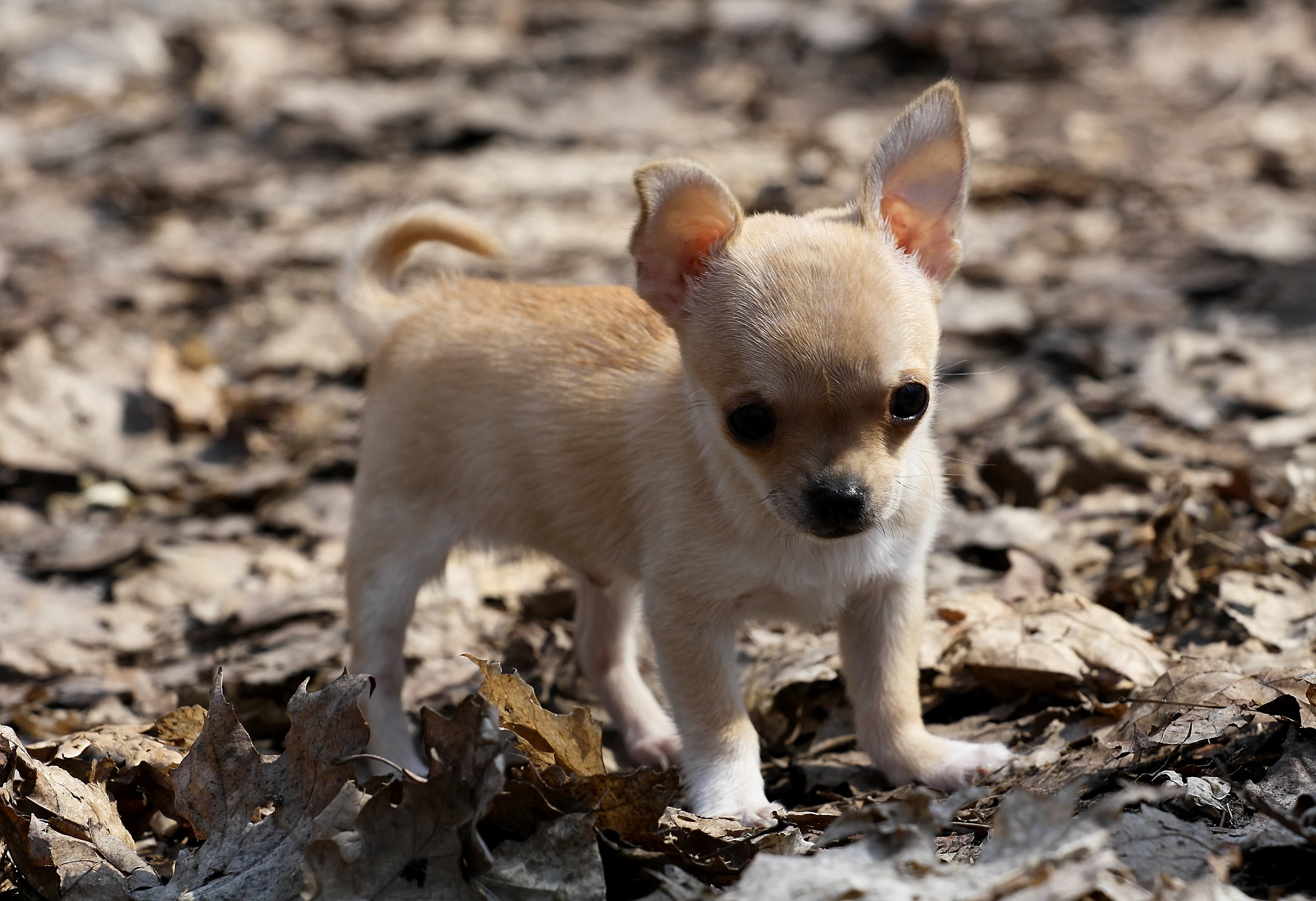 chihuahua puppies pictures wallpaper