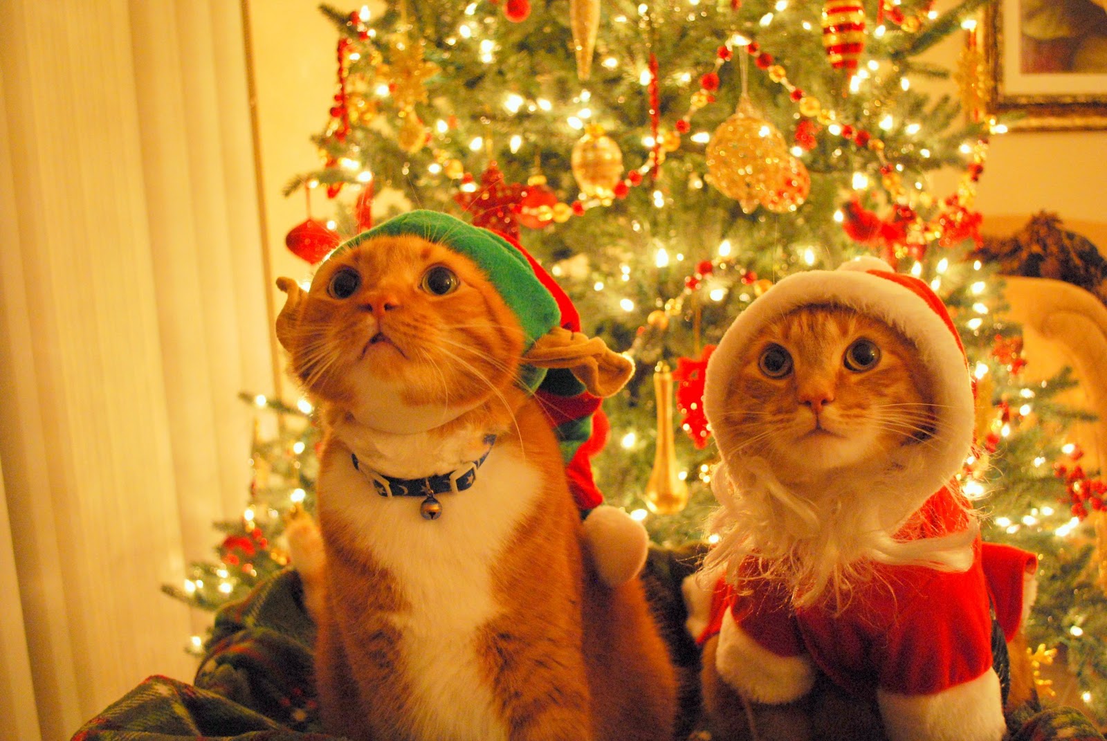 christmas cat images funny dowload