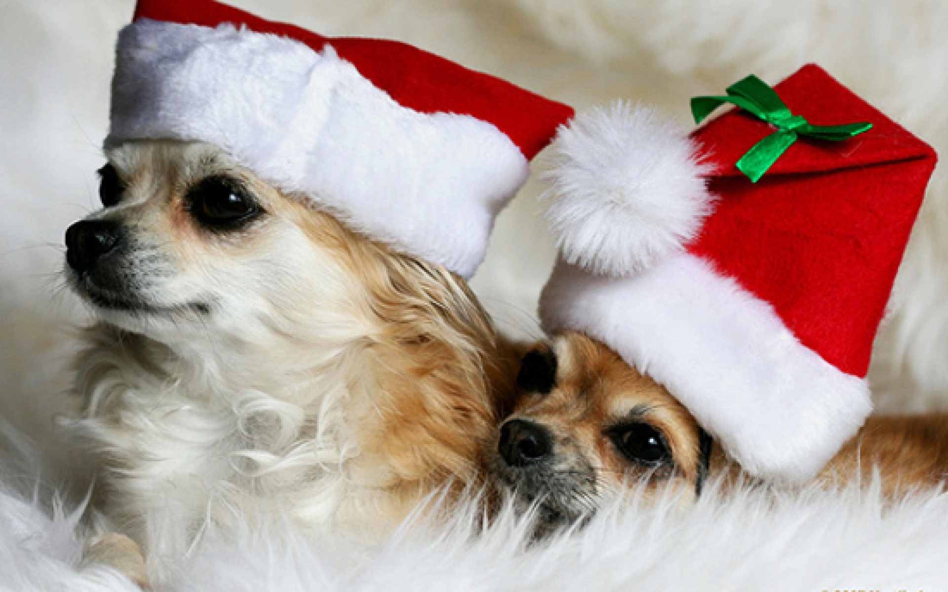 christmas dog pics funny dowload