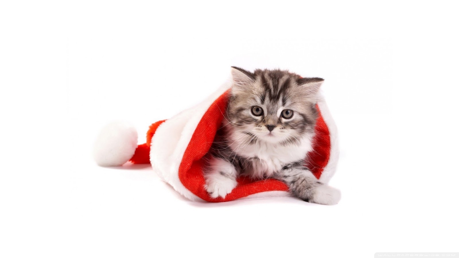 christmas puppies wallpaper wallpaper