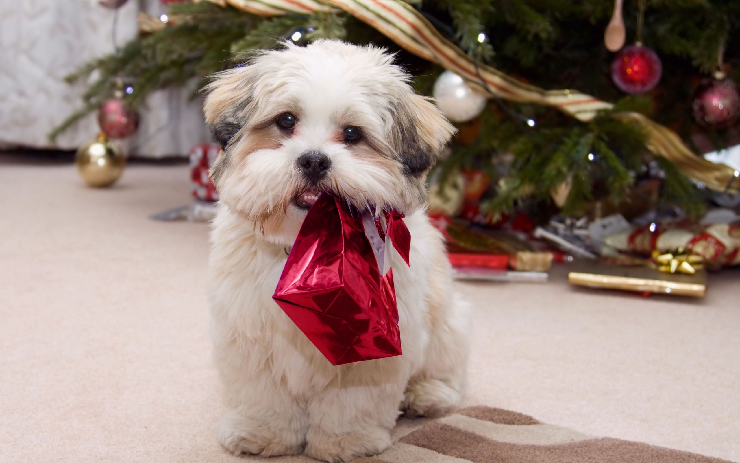 christmas puppies wallpaper