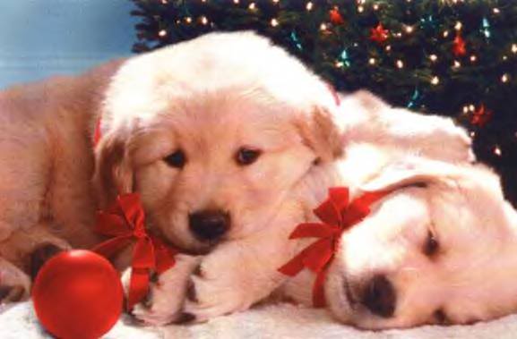 christmas puppy wallpapers