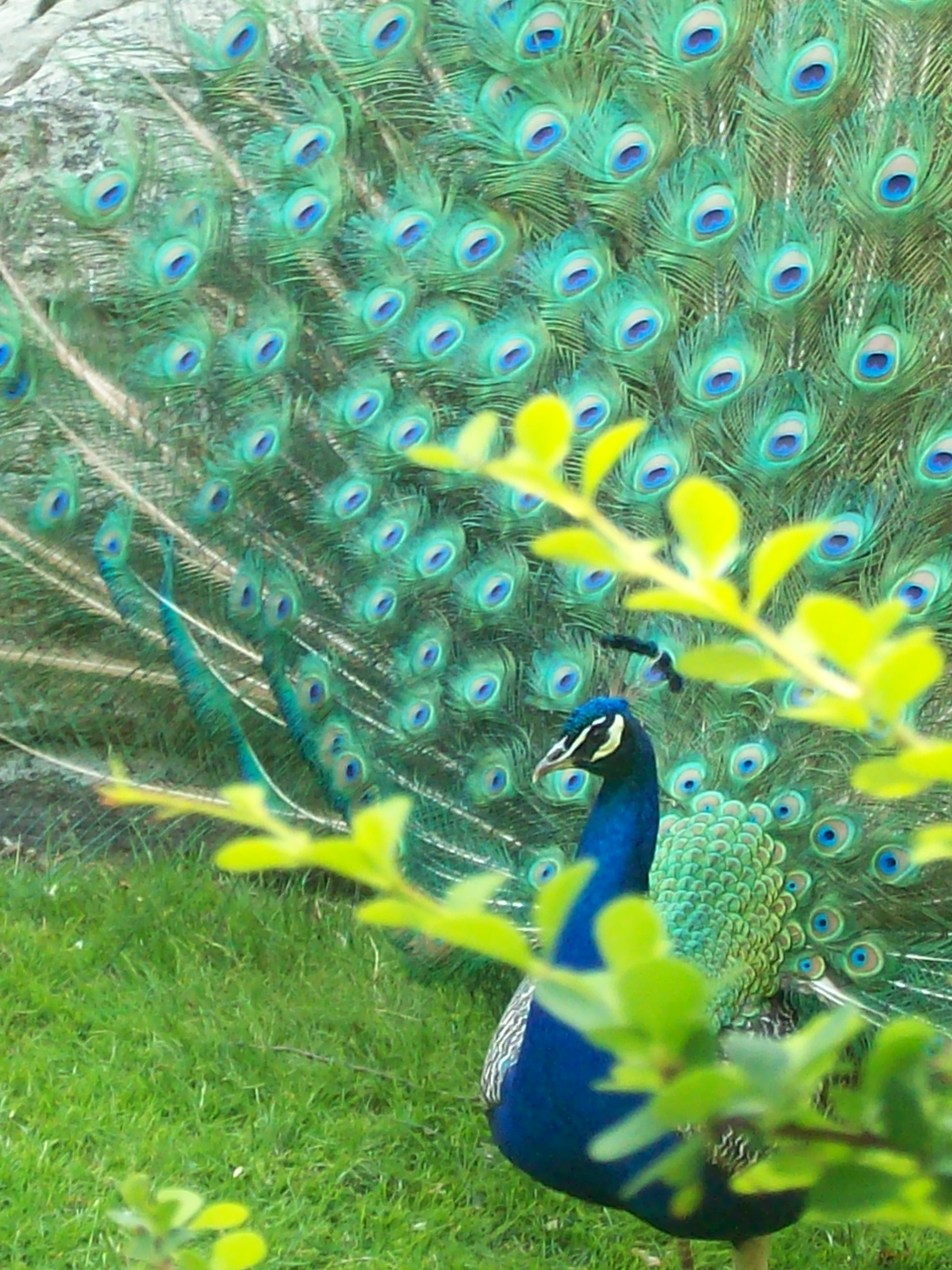colorful peacock images