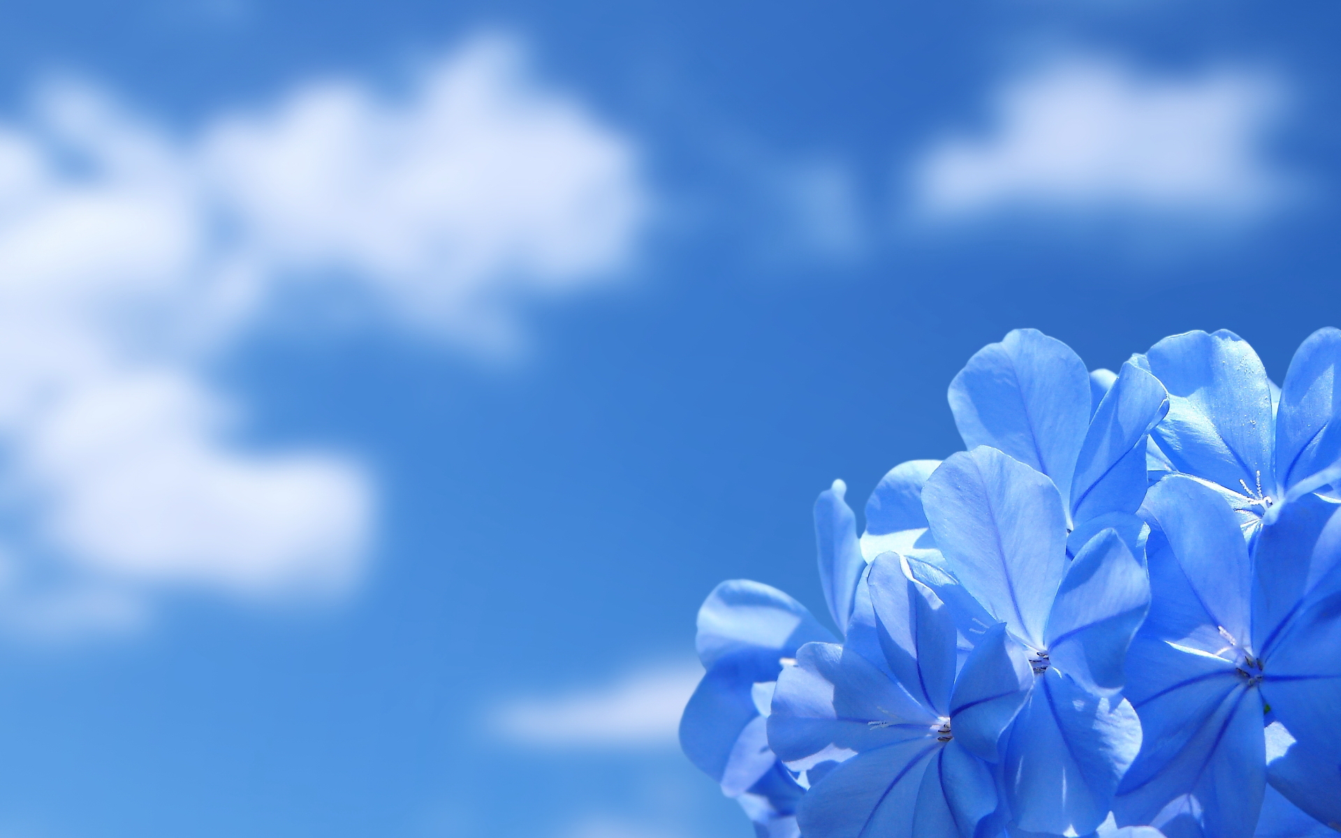 computer flower wallpaper dowload