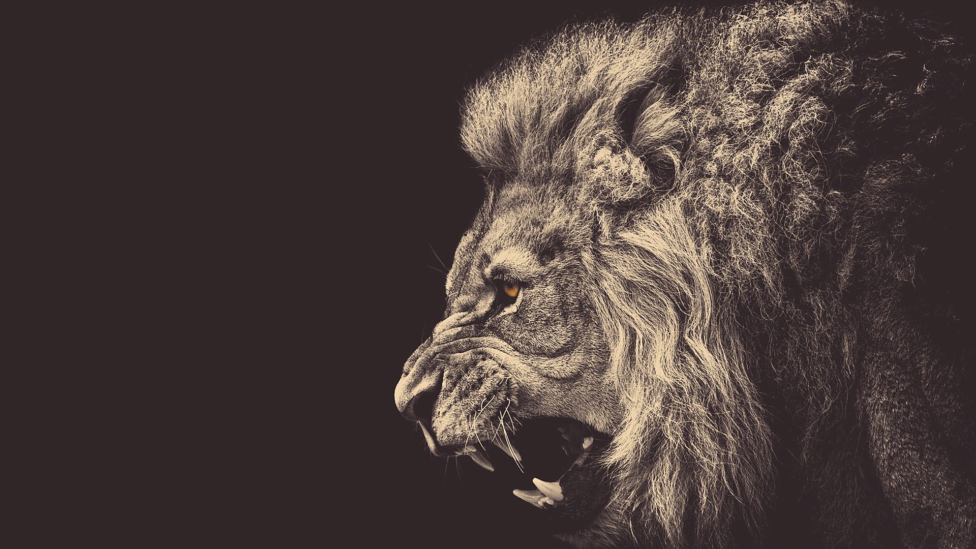 cool lion wallpapers
