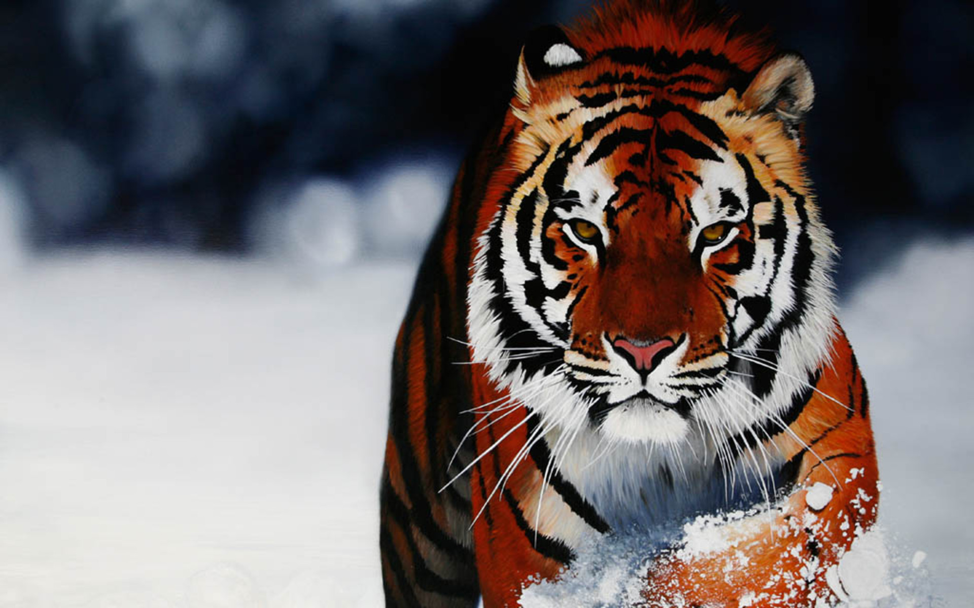 cool pics of tigers dowload