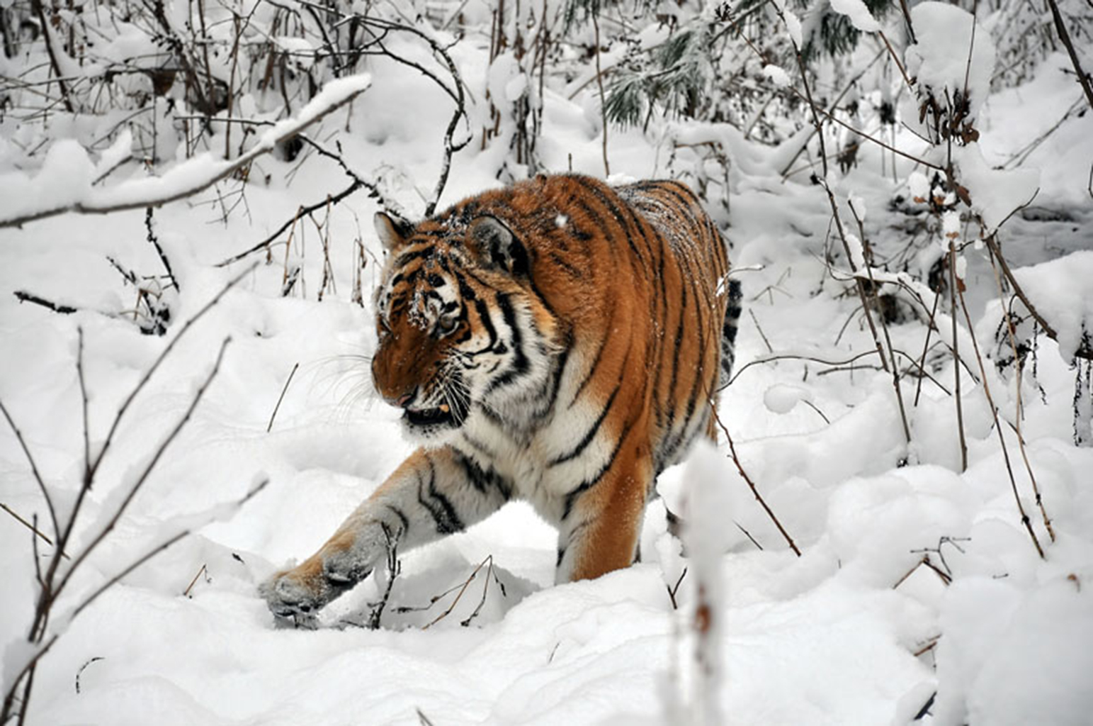 cool pics of tigers