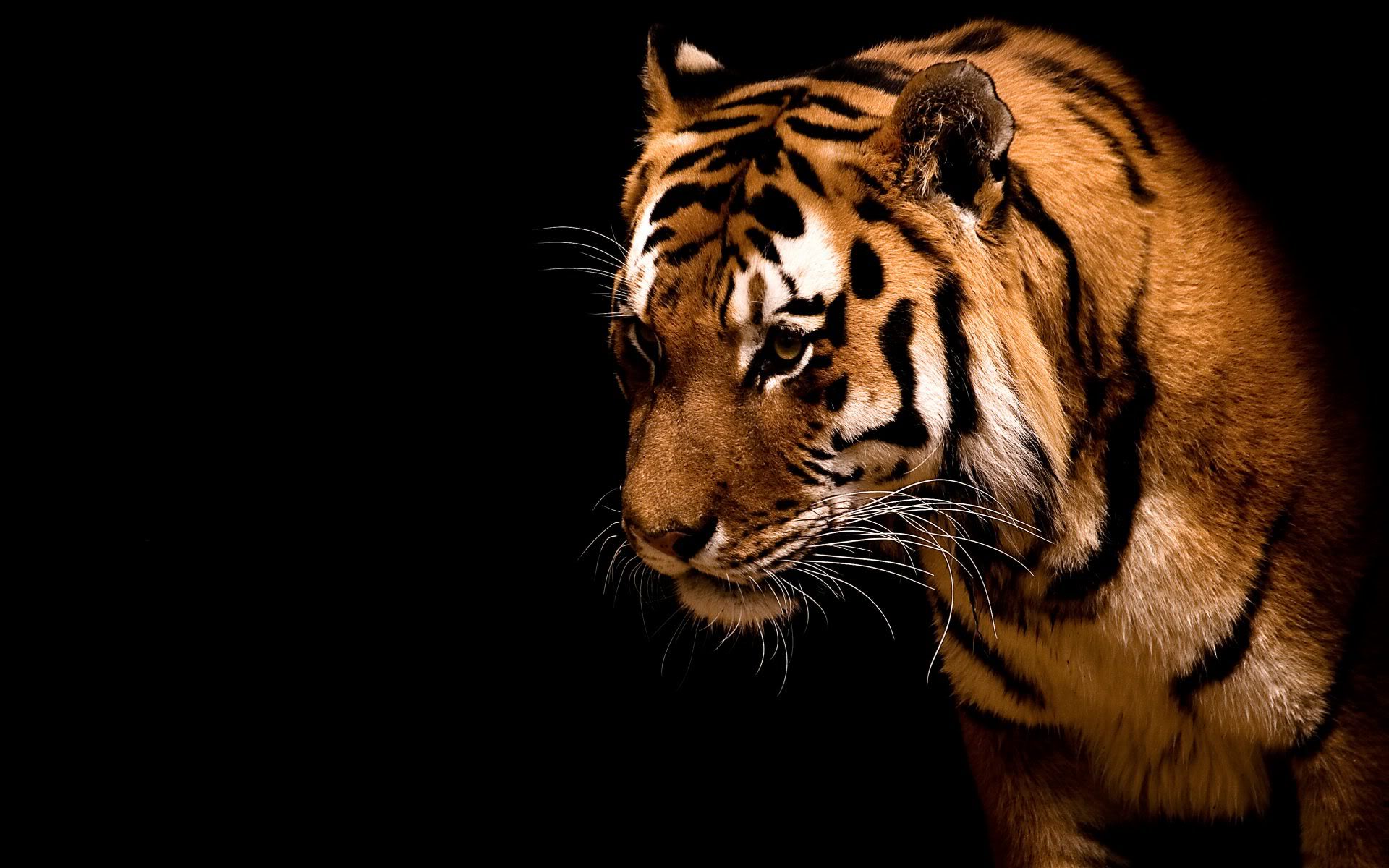 cool pictures of tigers