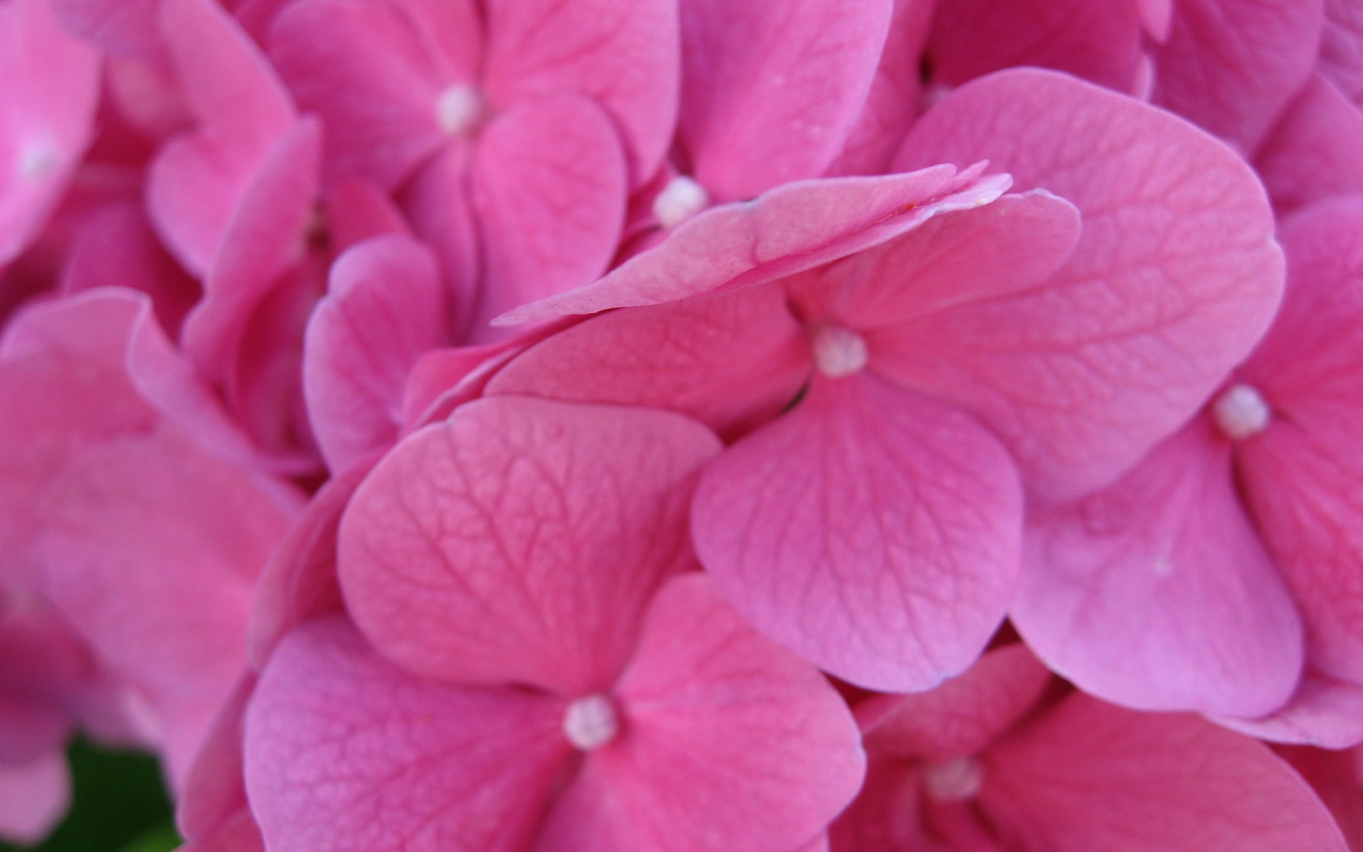 cool pink wallpaper wallpaper