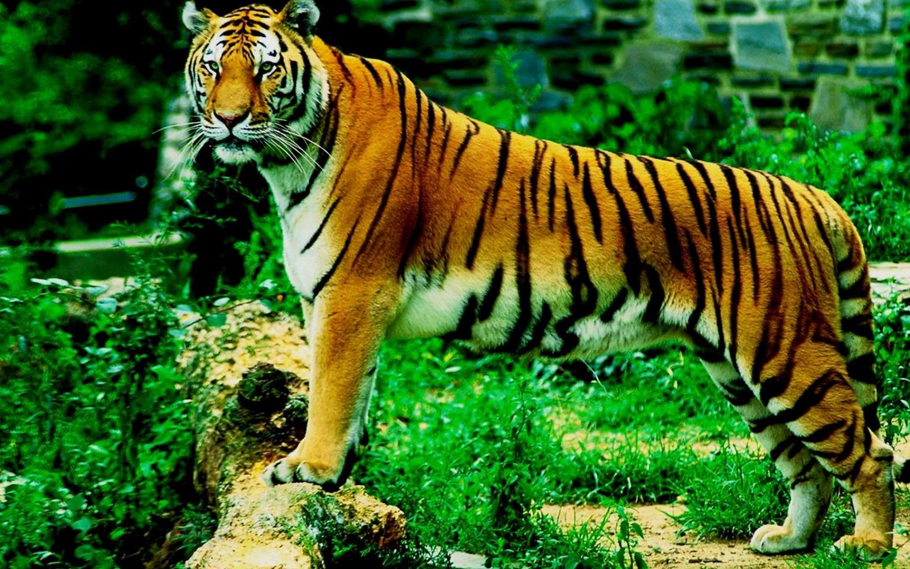 cool tiger pictures dowload