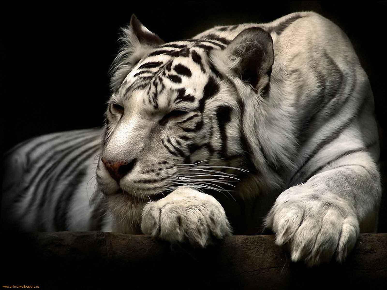 cool tigers pictures dowload