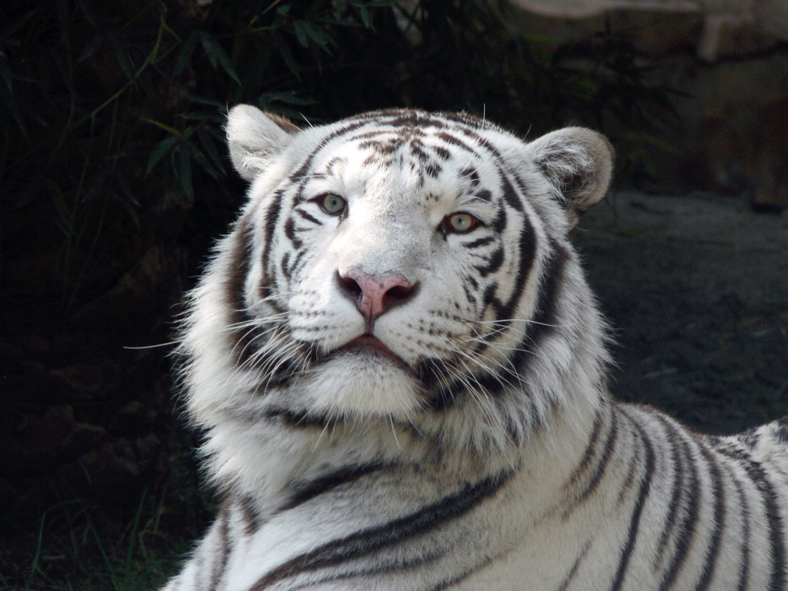 cool white tiger pics wallpaper