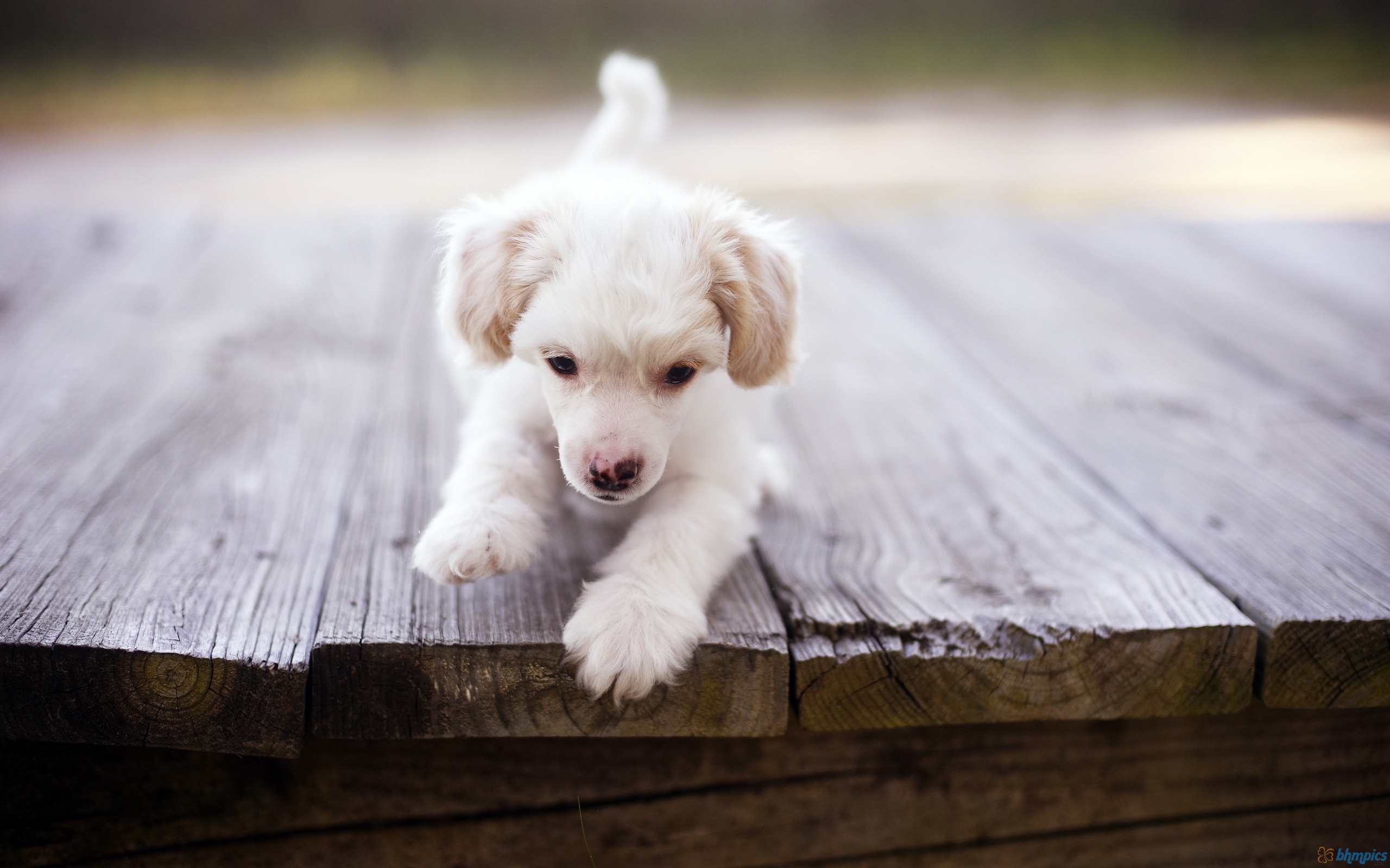 cute and funny dog images dowload