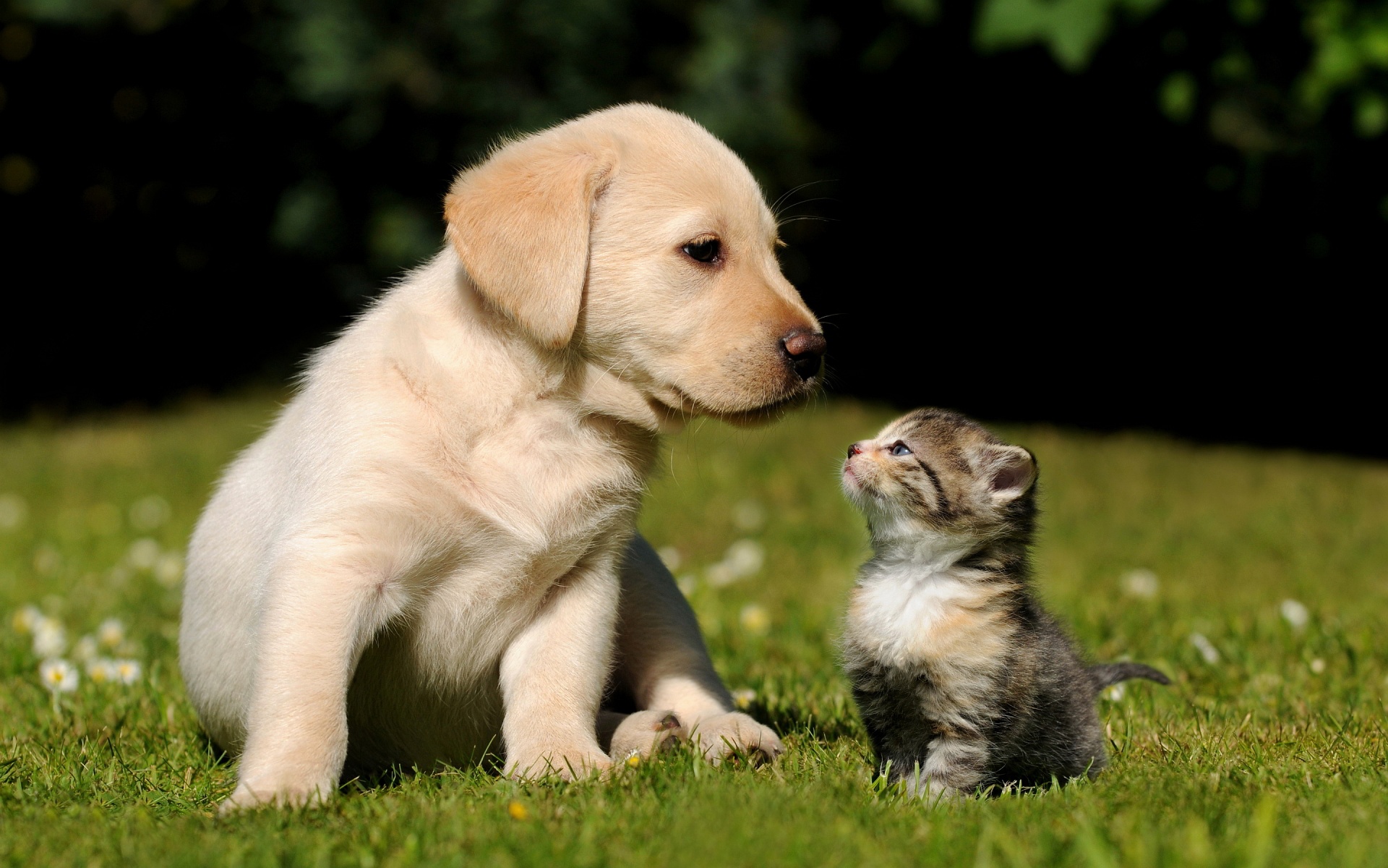 cute and funny images of puppies dowload