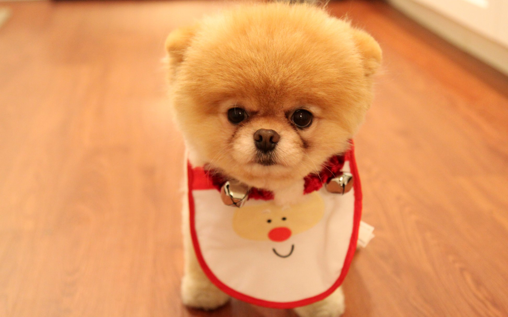 cute animals hd wallpapers for desktop 3D