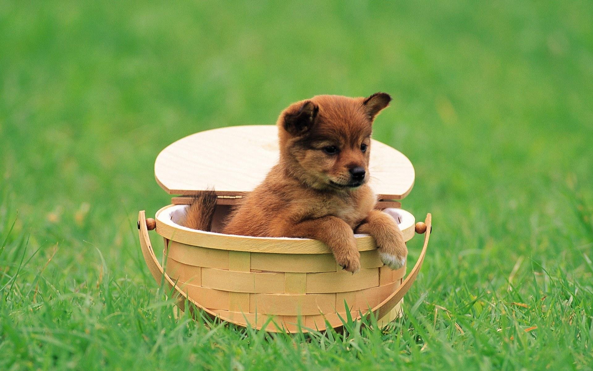cute baby and dog images dowload