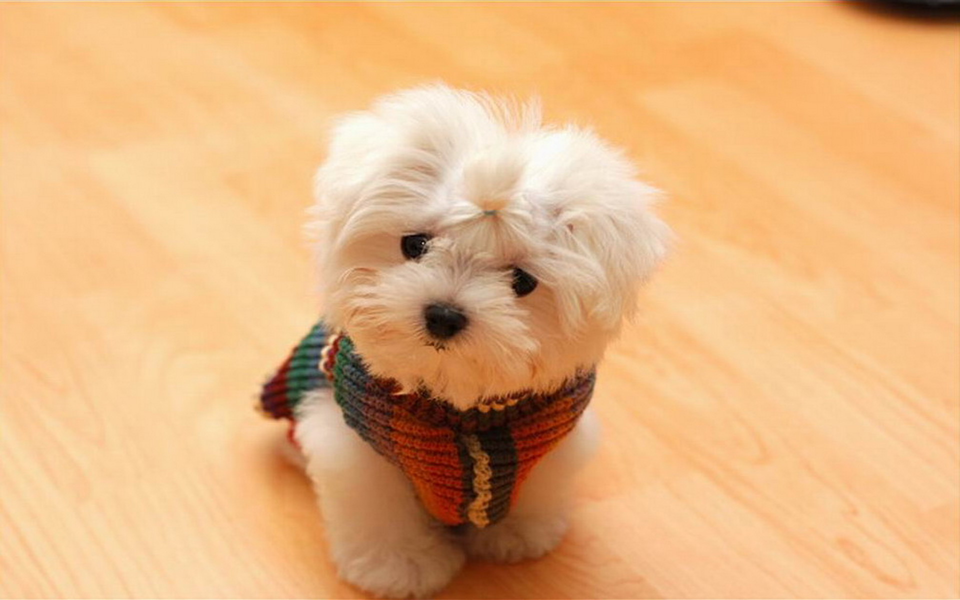 cute baby puppies pictures wallpaper