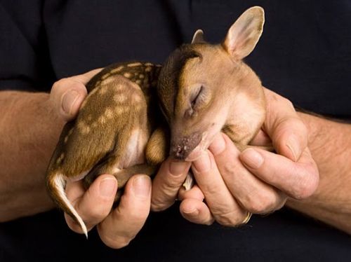 cute baby puppies pictures