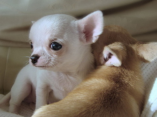 cute baby puppy photos