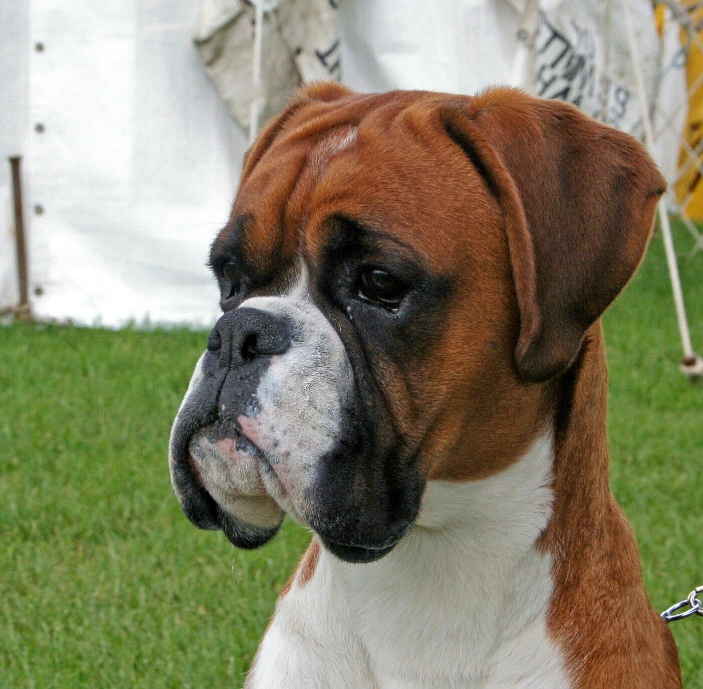 cute boxer dog images dowload
