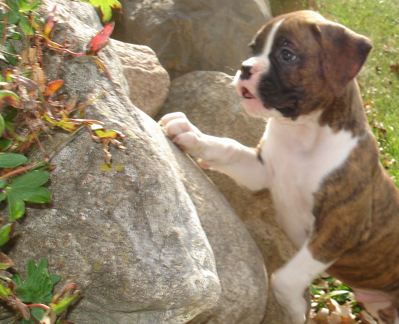 cute boxer puppies pictures wallpaper
