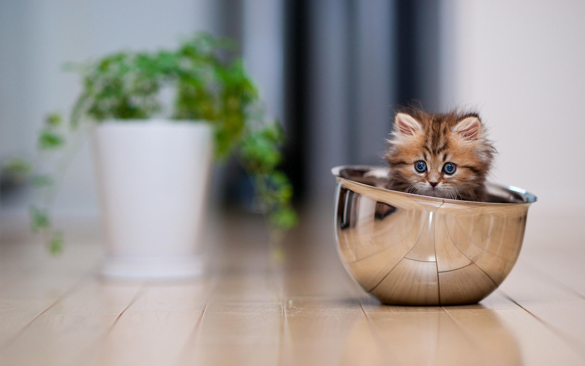 cute cat and kitten pics dowload