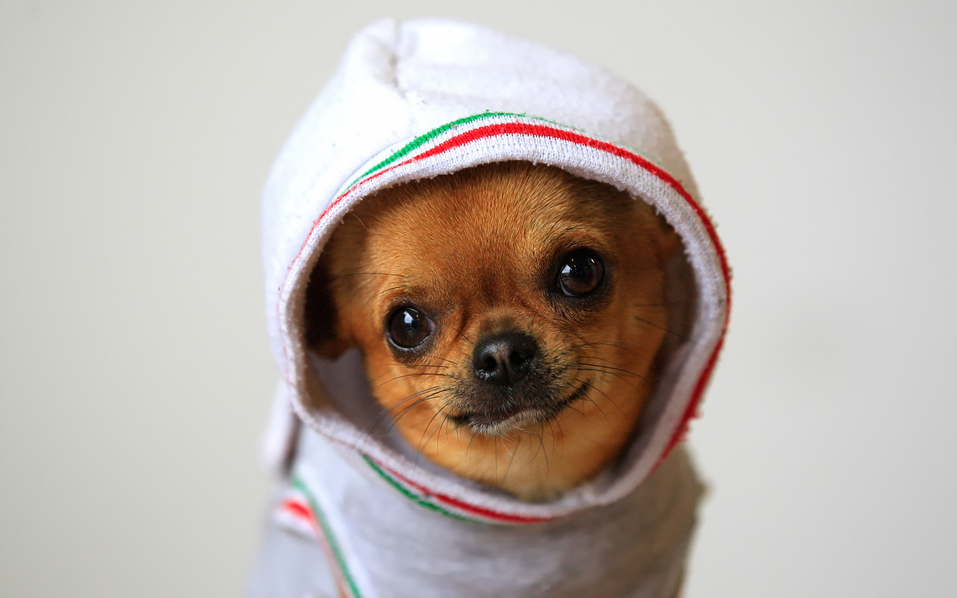 cute chihuahua puppies pics dowload