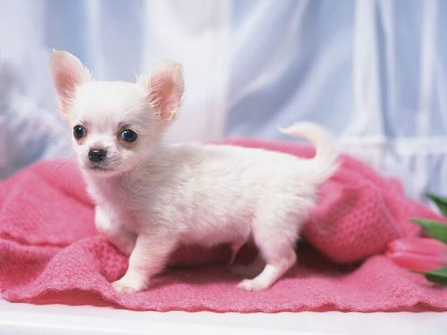 cute chihuahua puppies pictures