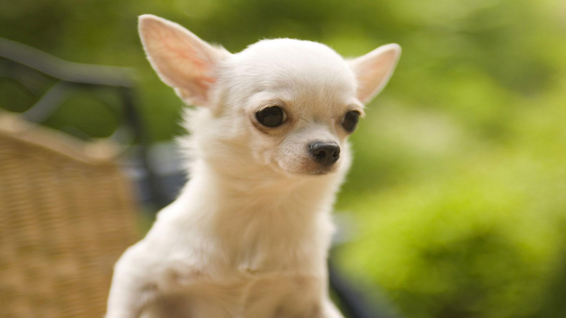 cute chihuahua puppy wallpaper