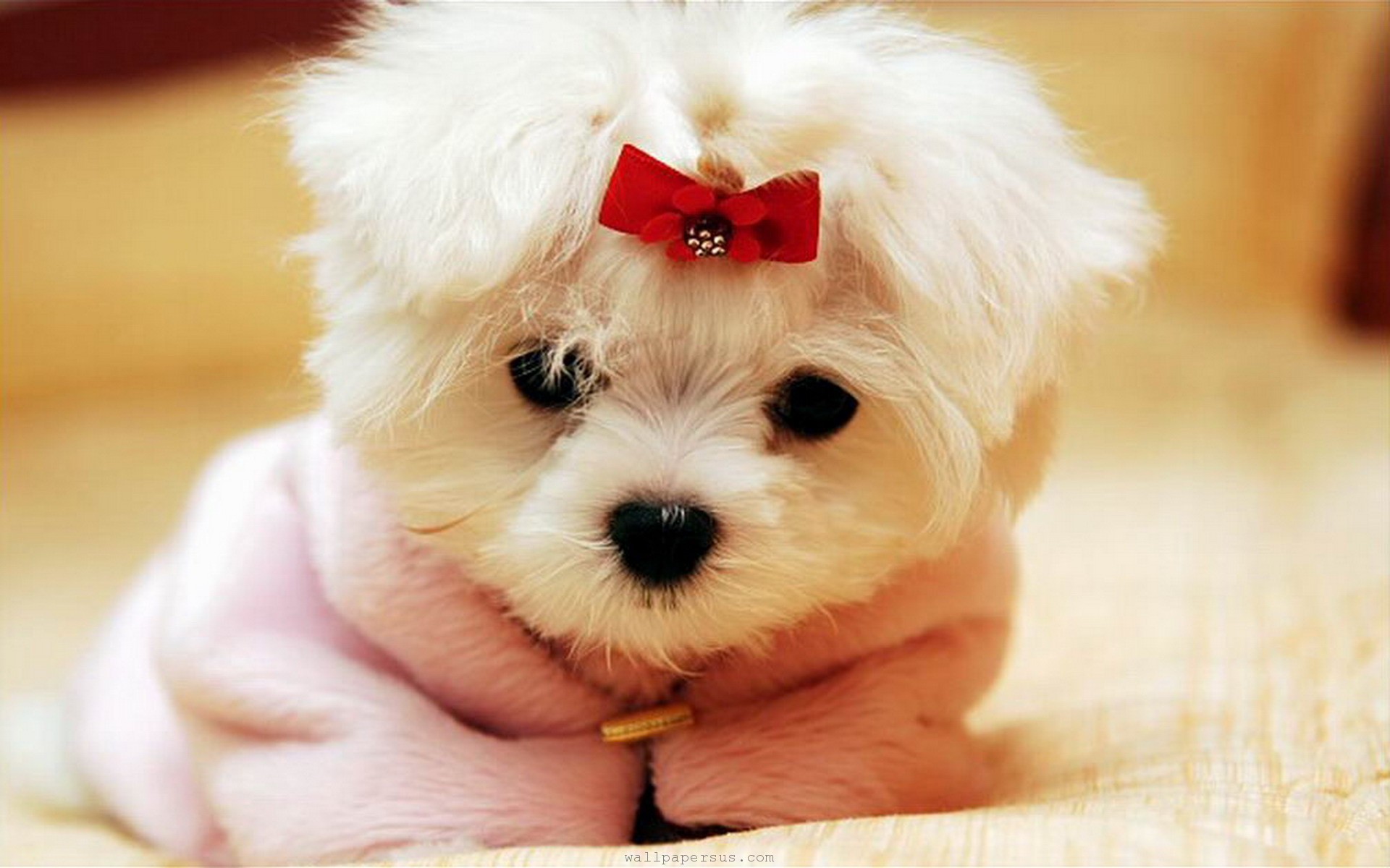cute christmas dogs pics dowload