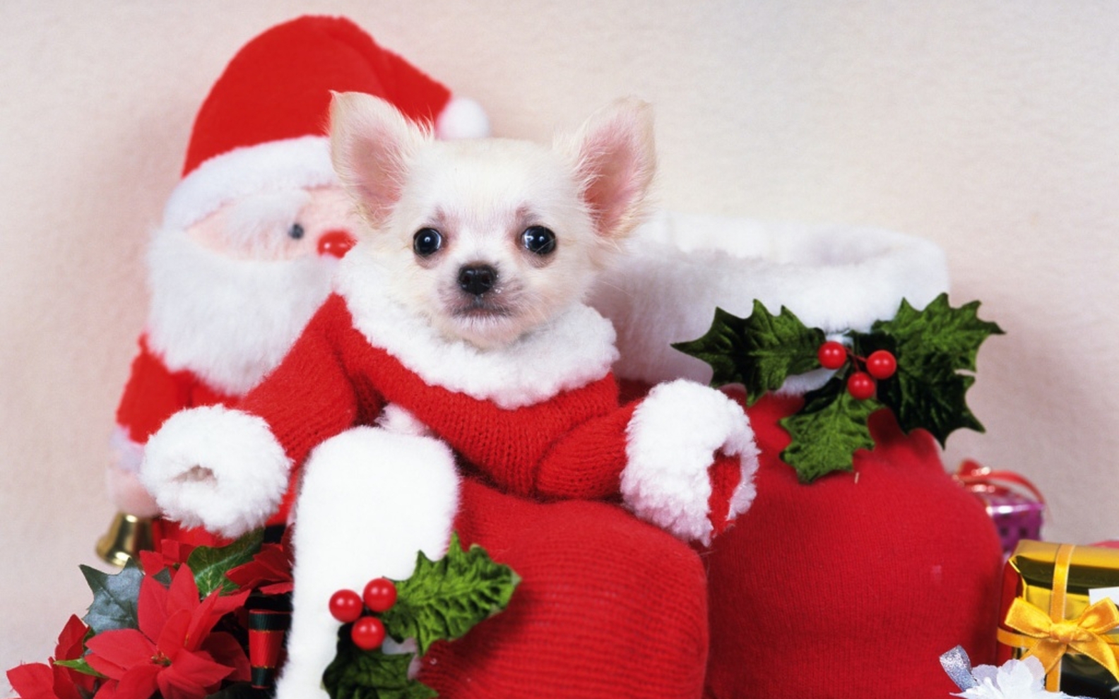 cute christmas puppy images dowload
