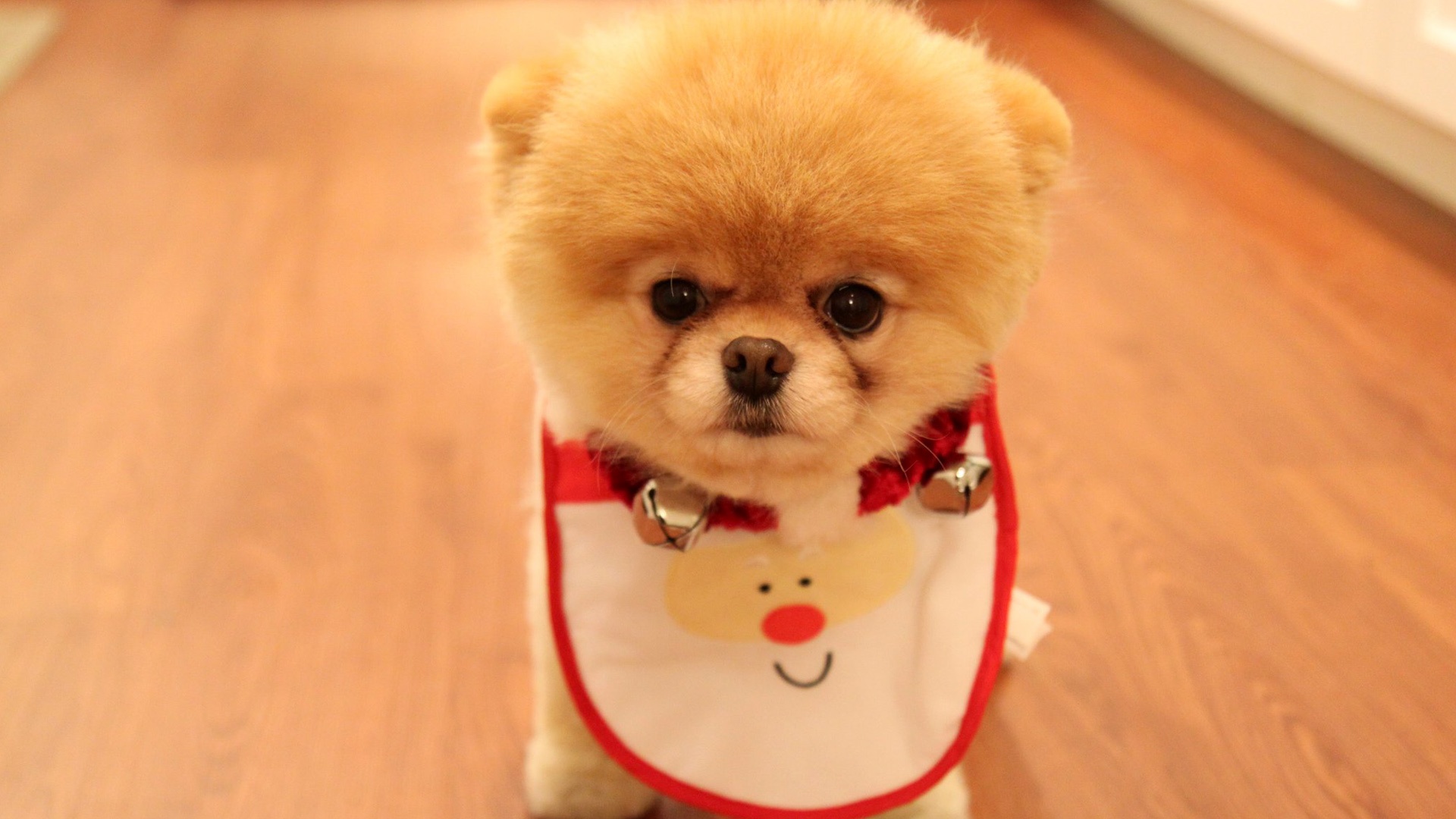 cute christmas puppy wallpaper