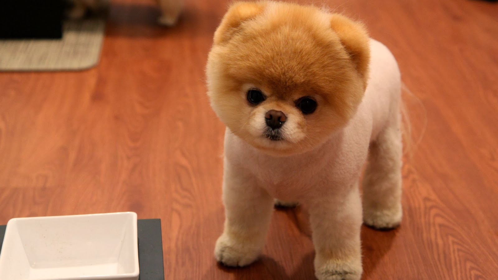 cute cute puppy pictures wallpaper