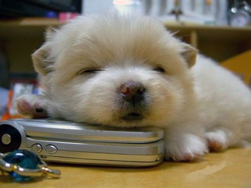 cute cute puppy pictures