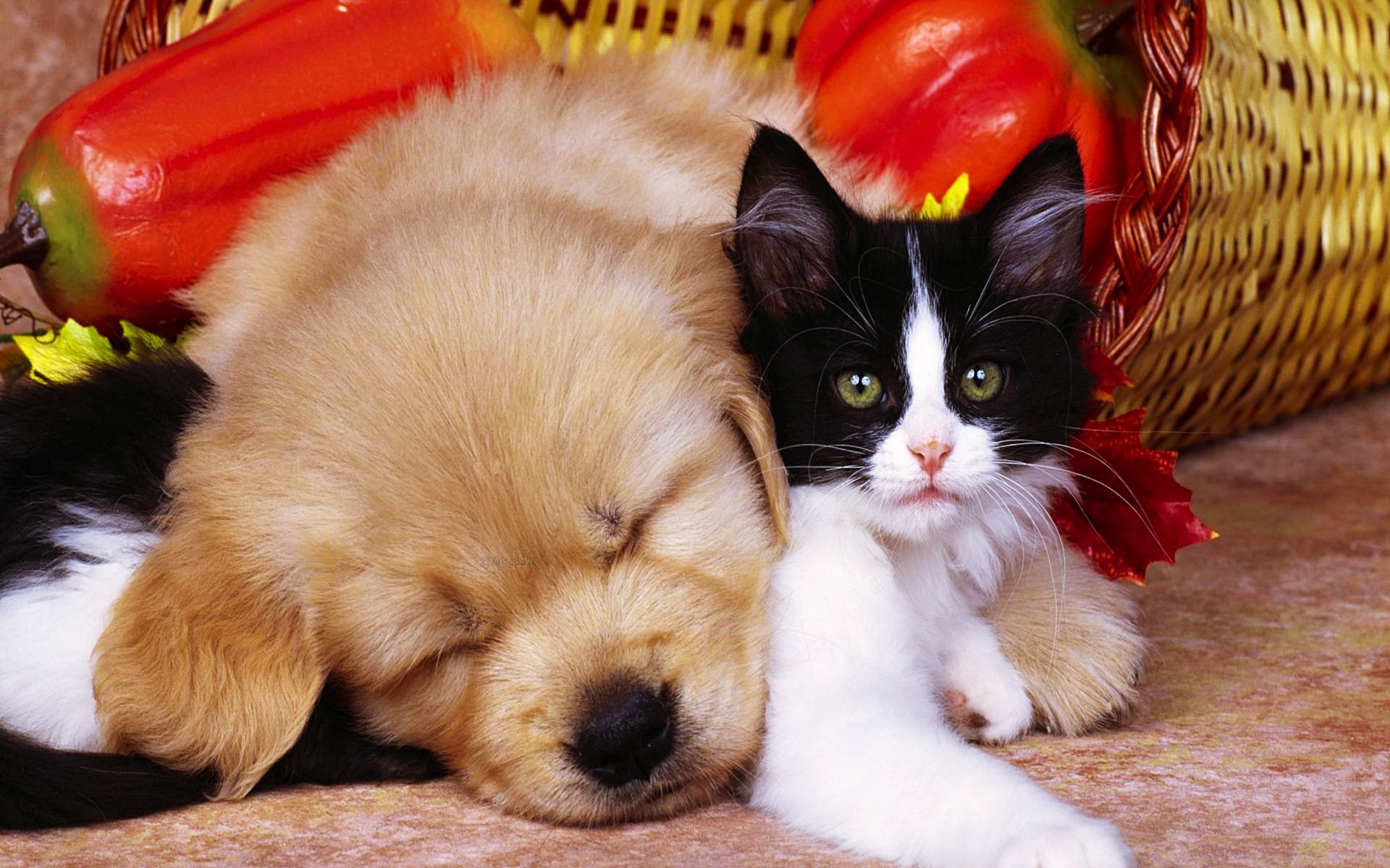 cute dog and cat pics dowload