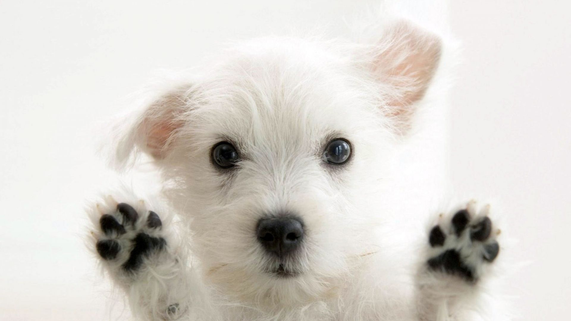cute dog images contest dowload
