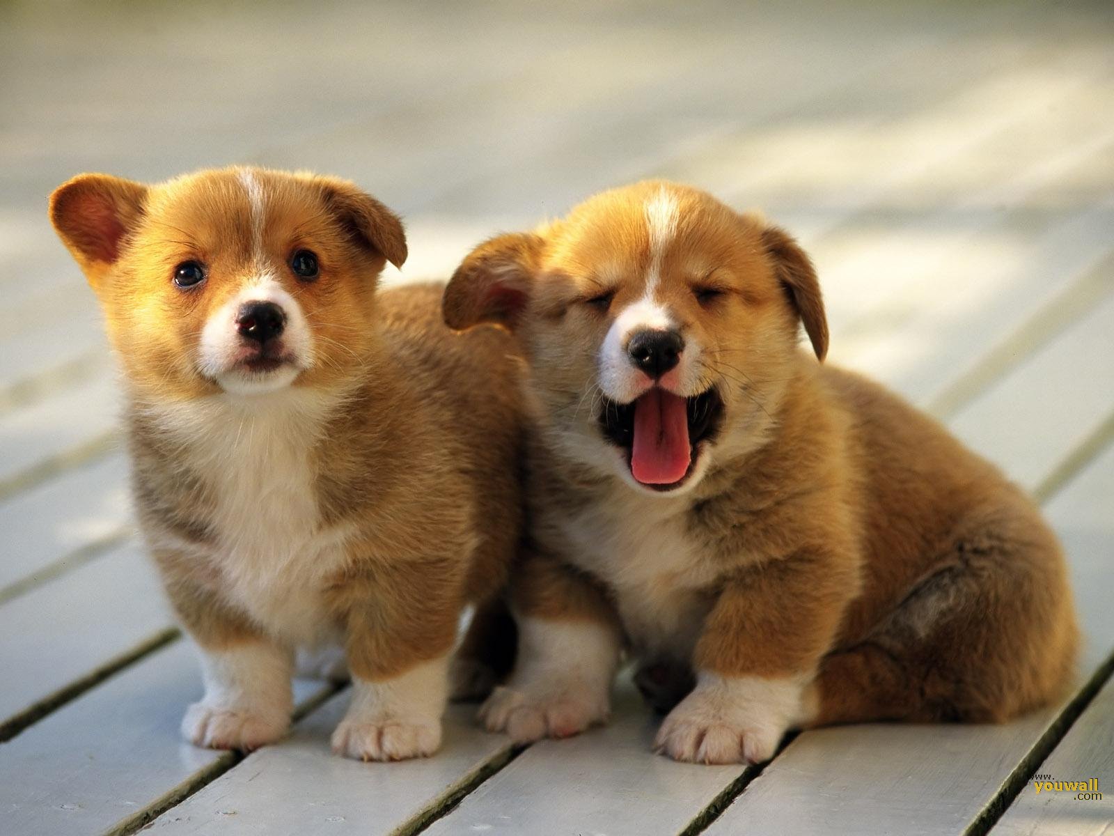 cute dog images with words dowload