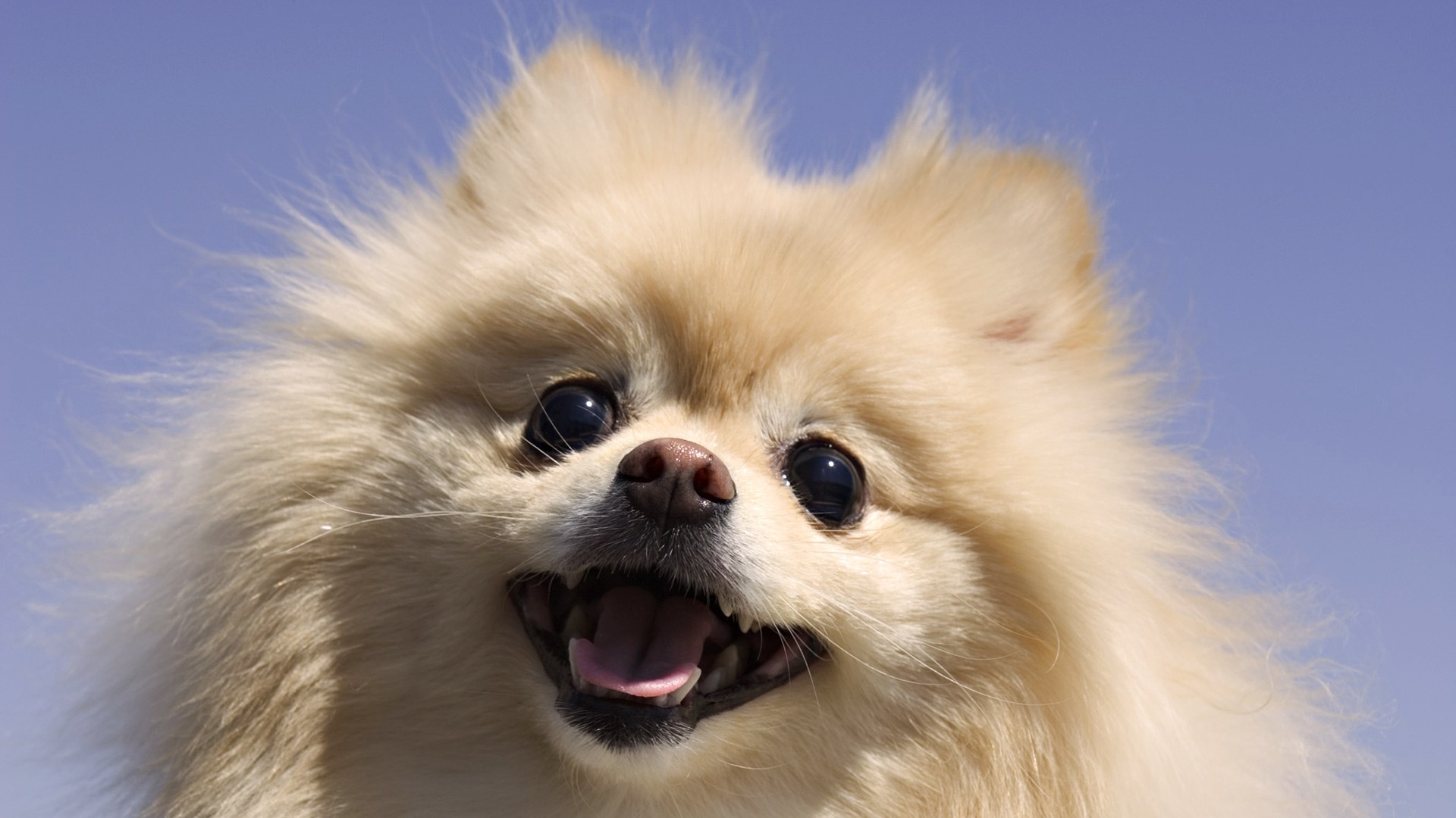 cute dog pics contest dowload