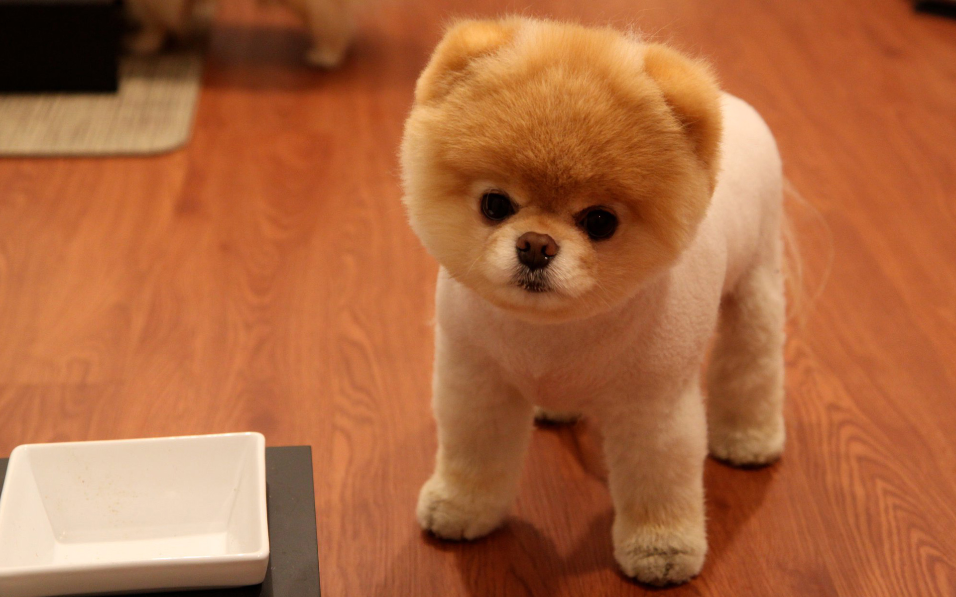 cute dog pics with words dowload