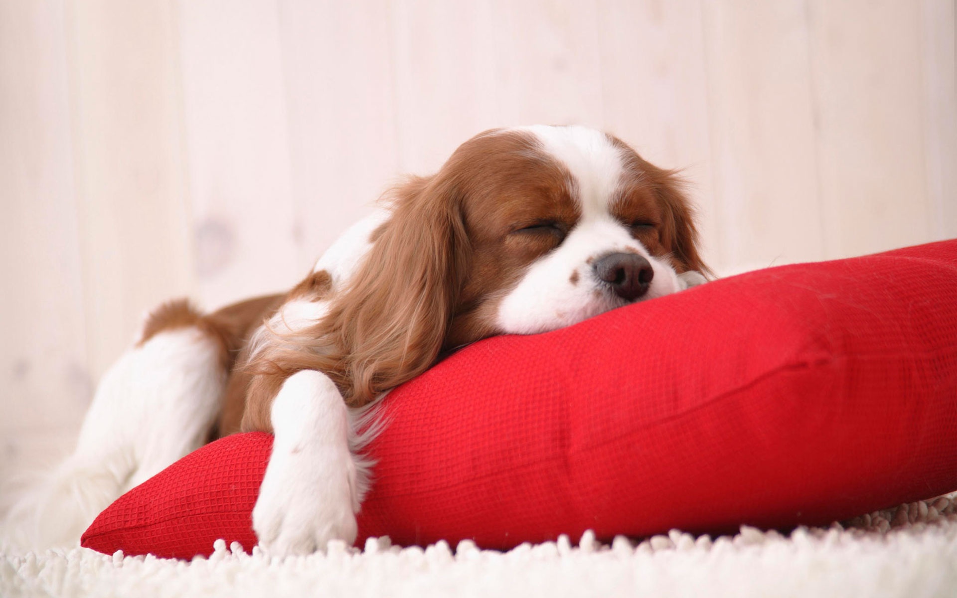 cute doggie images dowload