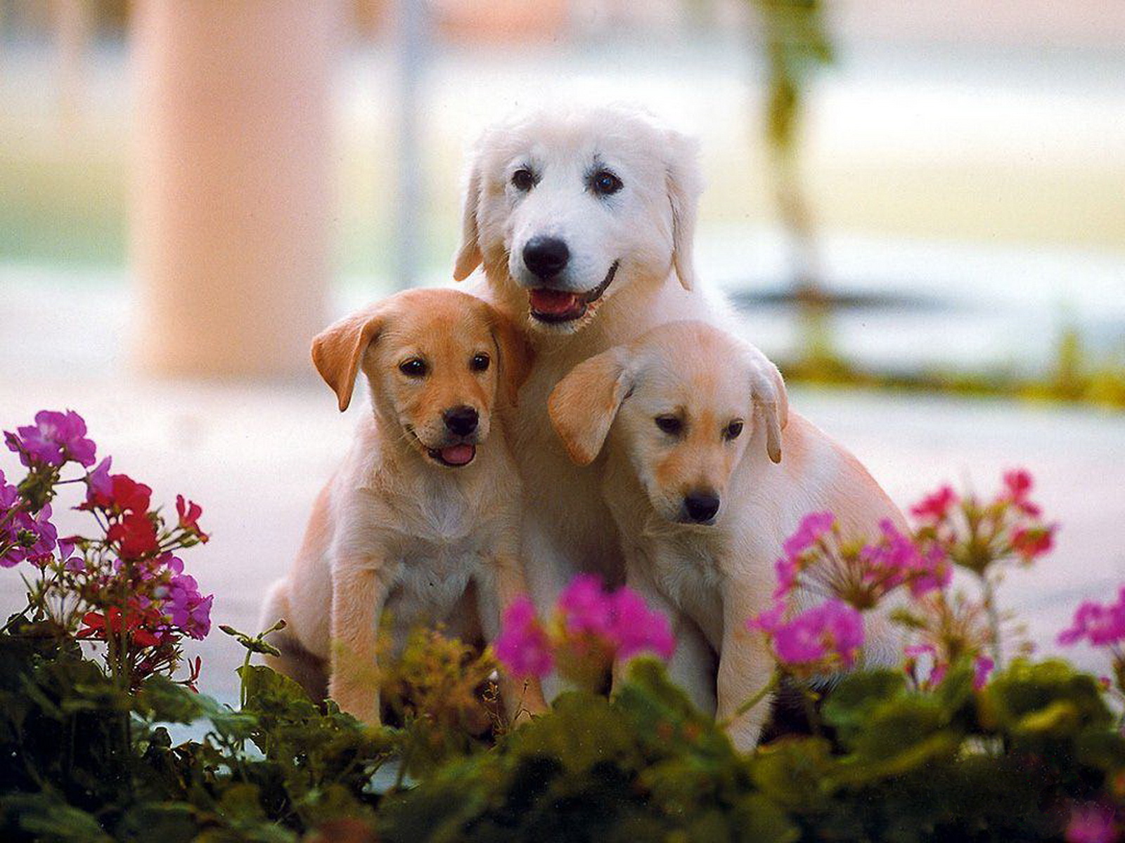 cute dogs images wallpapers dowload