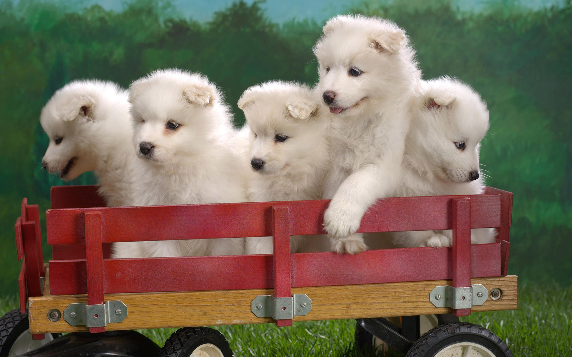 cute dogs pics photos dowload