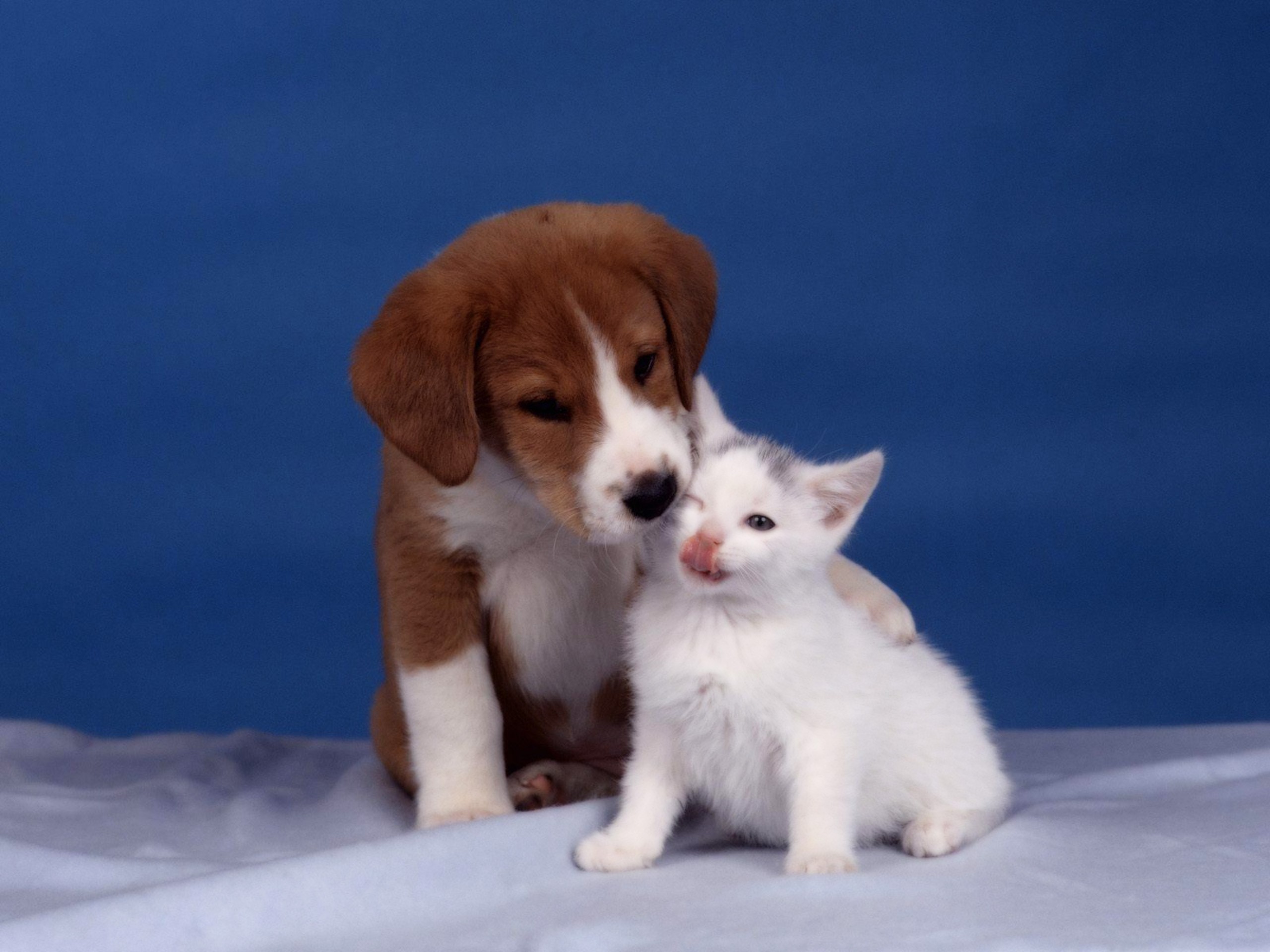 cute funny dog and cat pics dowload