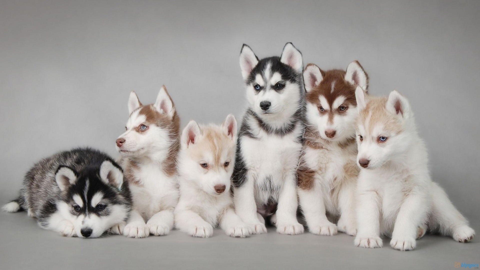cute husky puppies wallpaper